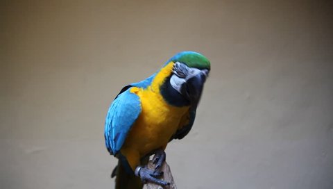 Cute colorfull parrot