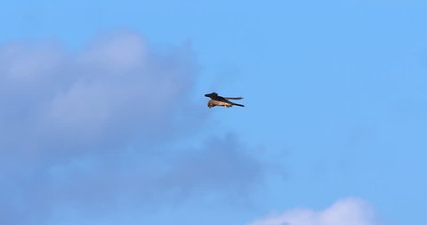 Kestrel hovers in one spot over prey and dives