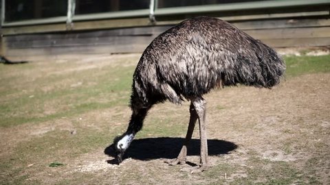 exemplary  emu bird eating in natural reserve