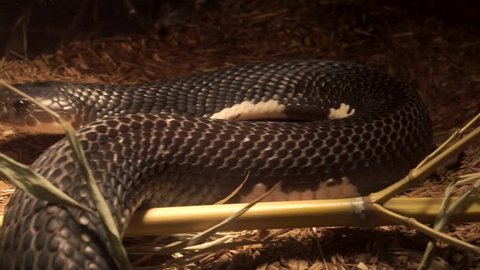 Close up of mozambique spitting cobra poisonous snake moving inside the cage