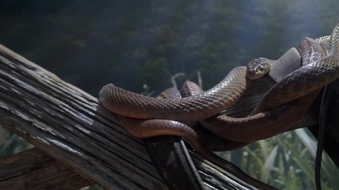 Close up of a poisonous brown snake at the ballarat zoo australia