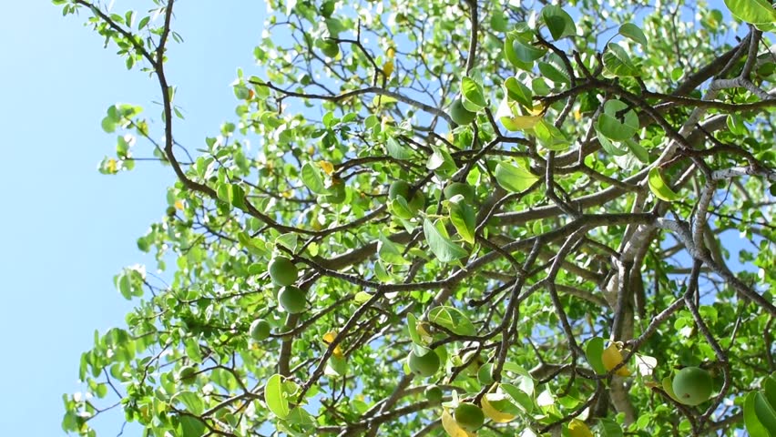 Closeup low angle hand picking fruit from Hippomane mancinella manchineel tree on sunny day in natural light