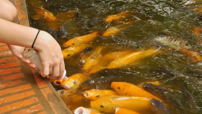 feeding koi