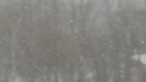 Snowflakes falling down on a blurred park background, 4k footage