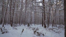Gray horse driven cart in the winter woods stock footage video