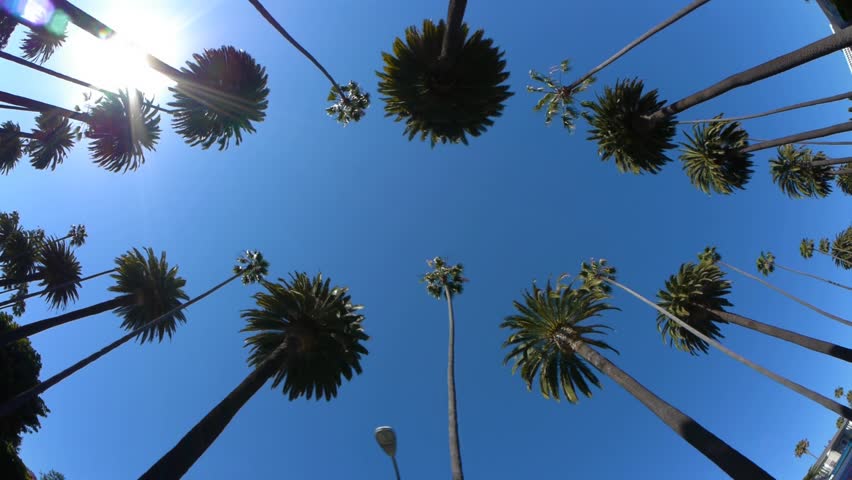 Driving under palm trees in Beverly Hills, California