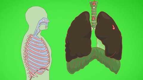 lungs animation