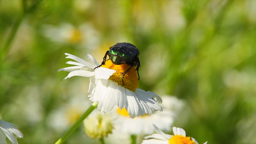 beetle on daisy