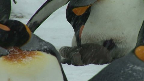 South Georgia and the South Sandwich Islands: king penguin feeding baby.
