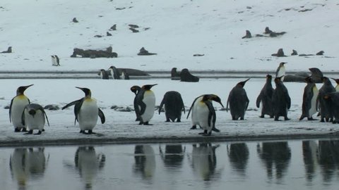 South Georgia and the South Sandwich Islands: crowd of thousands of king penguins on seashore.
 Stock Video