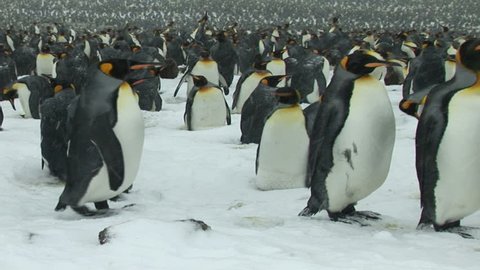 South Georgia and the South Sandwich Islands: crowd of thousands of king penguins on seashore.
