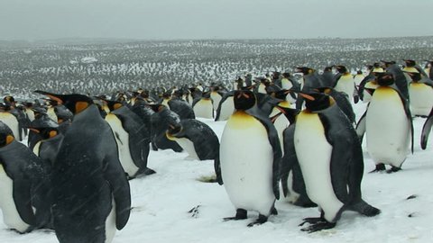 South Georgia and the South Sandwich Islands: crowd of thousands of king penguins on seashore.
