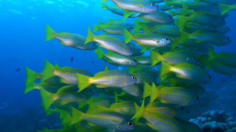 school of fish, Bluestripe Snapper - Lutjanus kasmira swim in blue water, Oceania, Indonesia, Southeast Asia