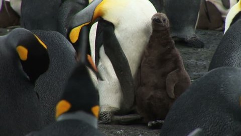 South Georgia and the South Sandwich Islands: king penguin feeding baby.
