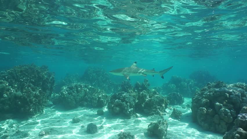 Underwater sharks, blacktip reef shark Carcharhinus melanopterus, swimming over a shallow seabed with sand and corals, natural light, Pacific ocean, French Polynesia, Huahine