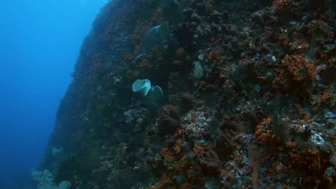 Young Napoleonfish or Humphead wrasse - Cheilinus undulatus feeding on a coral reef, Oceania, Indonesia, Southeast Asia
