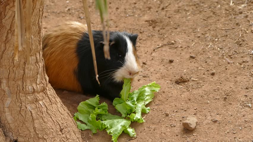 Guinea pig eating salad. Zoo animals.