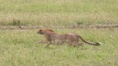 A Cheetah (Acinonyx jubatus) gives chase and successfully kills its prey--a Thomson's Gazelle--in the Masai Mara, Kenya, Africa.