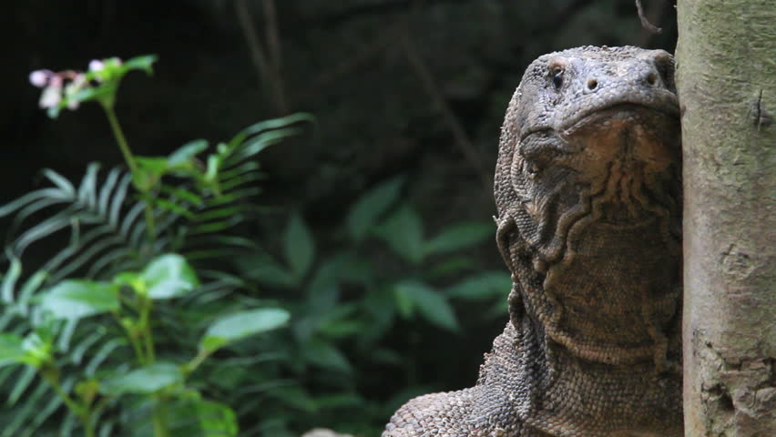 Komodo dragon