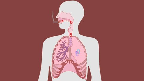 animation lungs