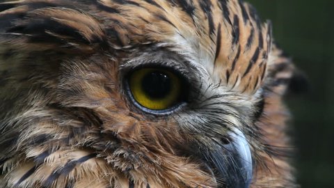 Owl, close-up: film stockowy
