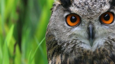 Owl, close-up
