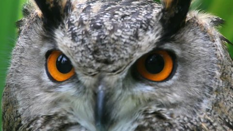 Owl, close-up