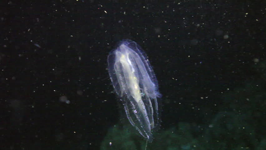 luminescent jellyfish underwater red sea world Stock Footage Video (100 ...