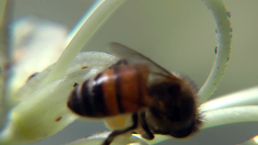 bees - extreme close up