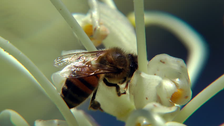 bees - extreme close up