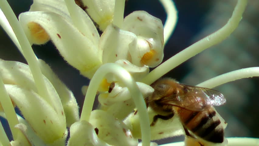 bees - close up