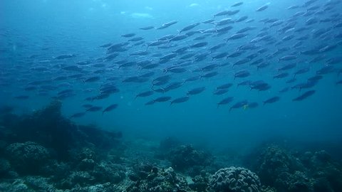 Large school of fish, Lunar Fusilier - Caesio caerulaurea swim in blue water, Oceania, Indonesia, Southeast Asia