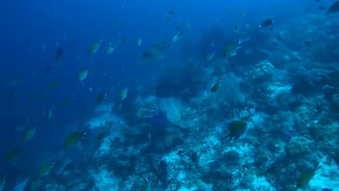 scrawled filefish, broomtail filefish or scribbled leatherjacket - Aluterus scriptus swim in the blue water, Oceania, Indonesia, Southeast Asia