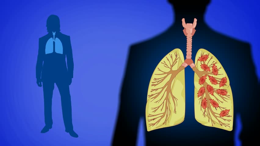 lungs vector animation 
