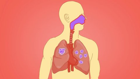lungs vector animation 