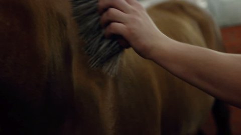 Men grooming brown horse hair. Grooming a horse. Close up.