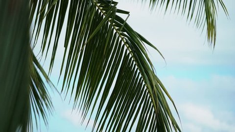 Palm on tropical beach at sunny day