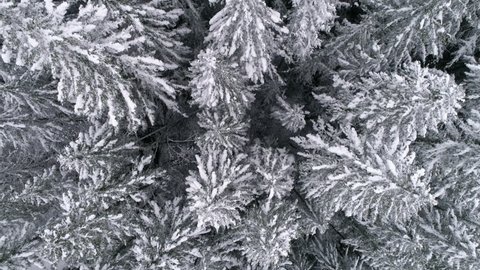 Slow Motion Aerial of Winter Season Snow Flakes Falling on Frozen Tree Tops in Mountain Forest
