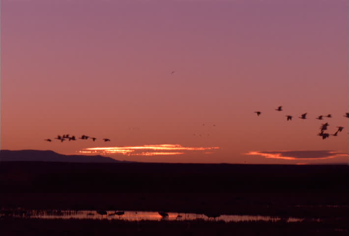 Birds flying over a wetlands pond at sunset