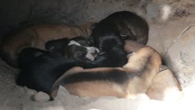 Newborn brown thai puppies sleeping on the dust ground, The little puppies are two weeks of age. 