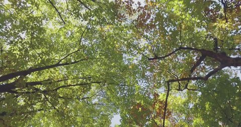 Walking under trees on walkway in urban city park or woods in summer sunny day. 4k POV looking up shot