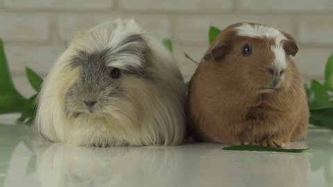 Two guinea pigs talk as the announcers on television humor stock footage video