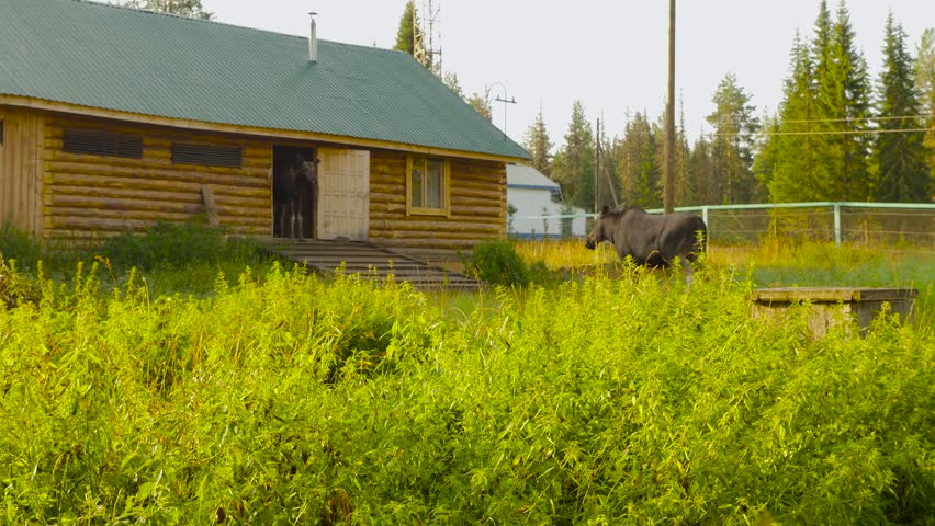 female moose at moose farm yard