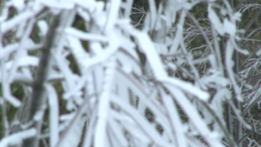 Icicles formed on tree branches after winter storm.