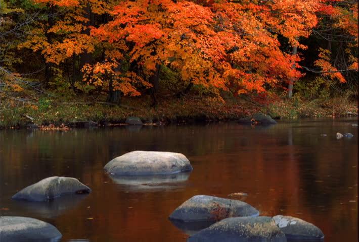 Fallen leaves floating past gray boulders near stream-side trees in autumn colors