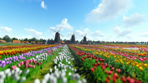Traditional Dutch windmills with vibrant tulips in the foreground over blue sky, panning