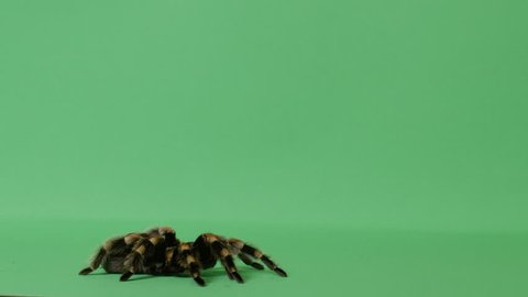black and yellow tarantula spider crawling on green screen 2
