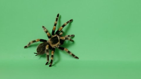 black and yellow tarantula spider crawling on green screen 3
