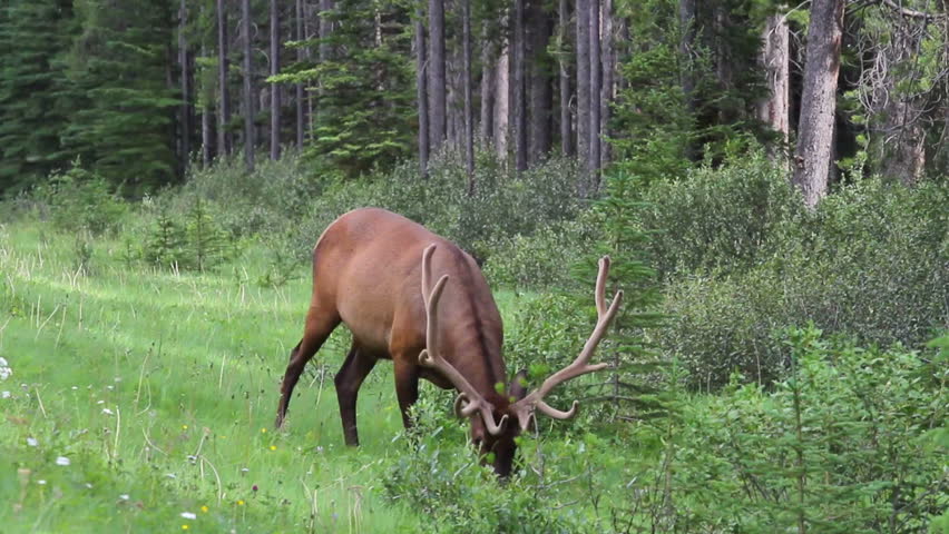 Large Bull Elk with antlers in velvet, Banff, Alberta, Canada