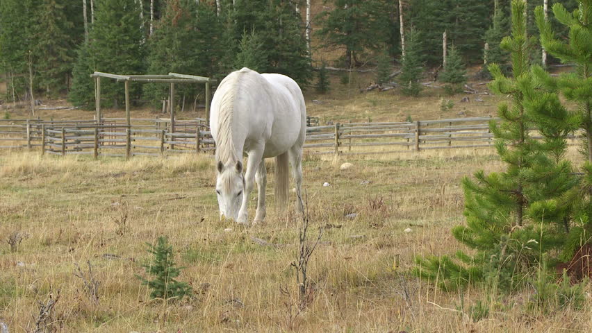 A white horse grazing in the meadow